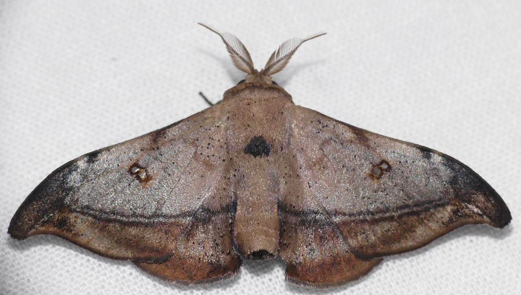 Gonogramma submarcata