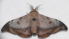 Gonogramma submarcata