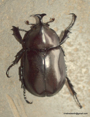Xylotrupes mniszechi