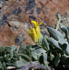 Physaria occidentalis occidentalis