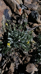 Physaria occidentalis occidentalis
