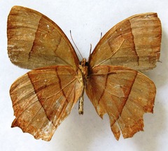 Taygetis rufomarginata