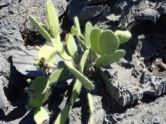 Tacinga saxatilis