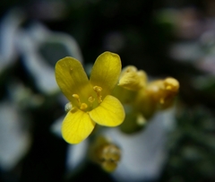 Physaria occidentalis occidentalis