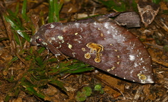 Hapigia gaudens