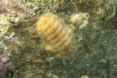 Rhyssoplax olivacea