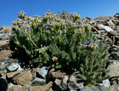 Polemonium eddyense