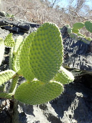 Tacinga saxatilis