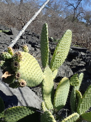 Tacinga saxatilis
