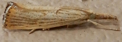 Agriphila plumbifimbriellus