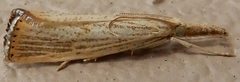 Agriphila plumbifimbriellus