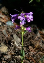 Penstemon procerus formosus