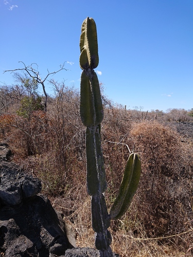 Cereus pierrebraunianus · iNaturalist