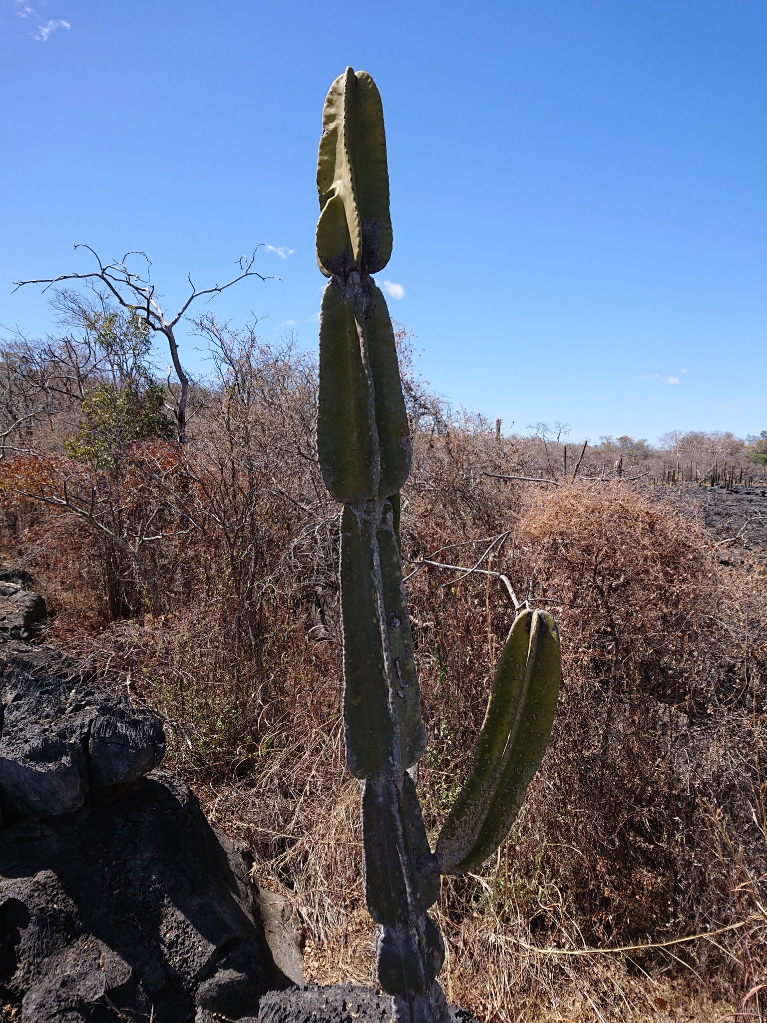 Cereus pierre-braunianus