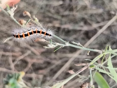 Acronicta geographica