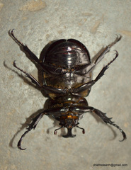 Xylotrupes mniszechi