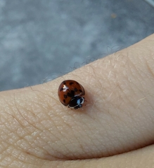 Coccinellidae