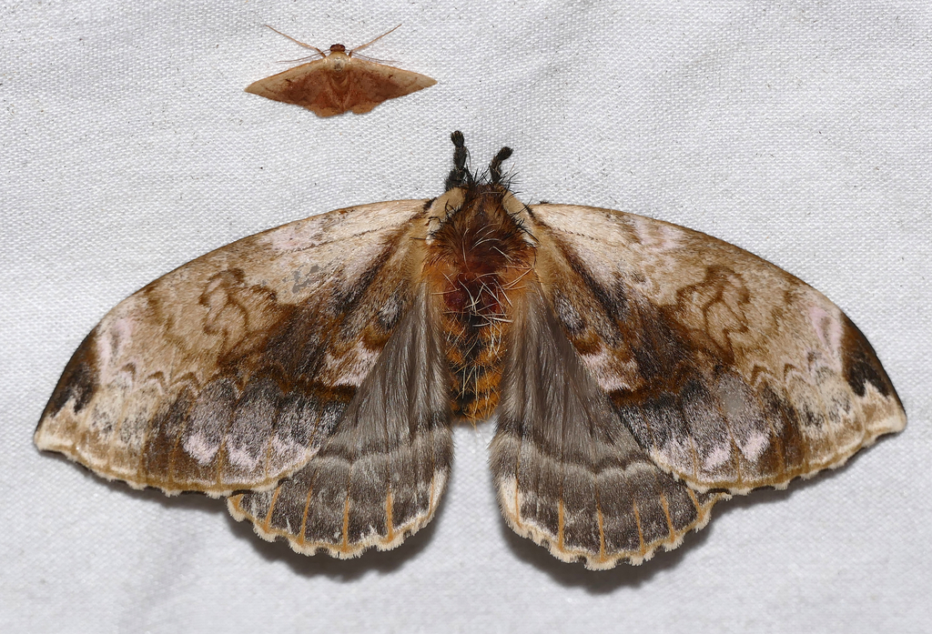 Molippa simillima