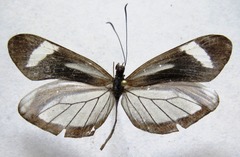 Dismorphia theucharila fortunata