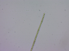 Planktothrix