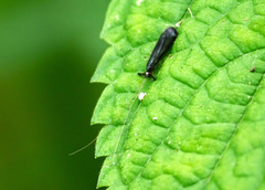 Mystacides sepulchralis