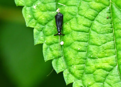 Mystacides sepulchralis