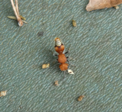 Pseudomethoca vanduzei