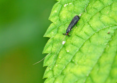 Mystacides sepulchralis