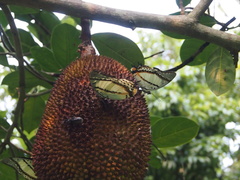 Polyura nepenthes