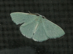 Xenochlorodes olympiaria