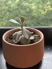 Graptoveria