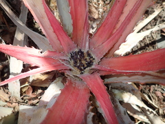 Bromelia villosa