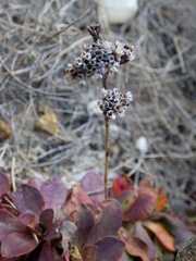 Limonium multiflorum