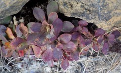 Limonium multiflorum