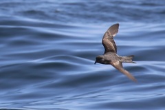 Ashy Storm Petrel photo 2