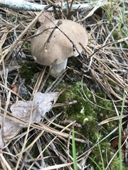 Retiboletus vinaceipes