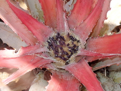 Bromelia villosa