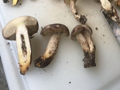 Retiboletus vinaceipes