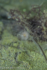 Ectopleura