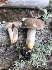Retiboletus vinaceipes