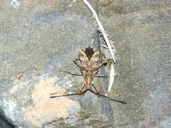 Centrocoris spiniger