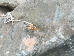 Centrocoris spiniger