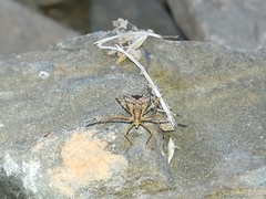 Centrocoris spiniger