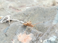 Centrocoris spiniger