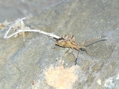 Centrocoris spiniger