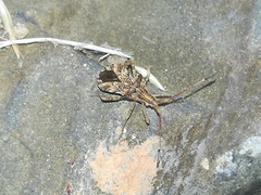 Centrocoris spiniger