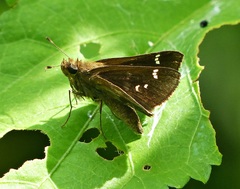 Cymaenes odilia