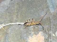 Centrocoris spiniger