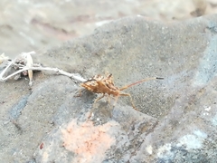 Centrocoris spiniger