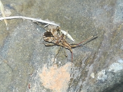 Centrocoris spiniger